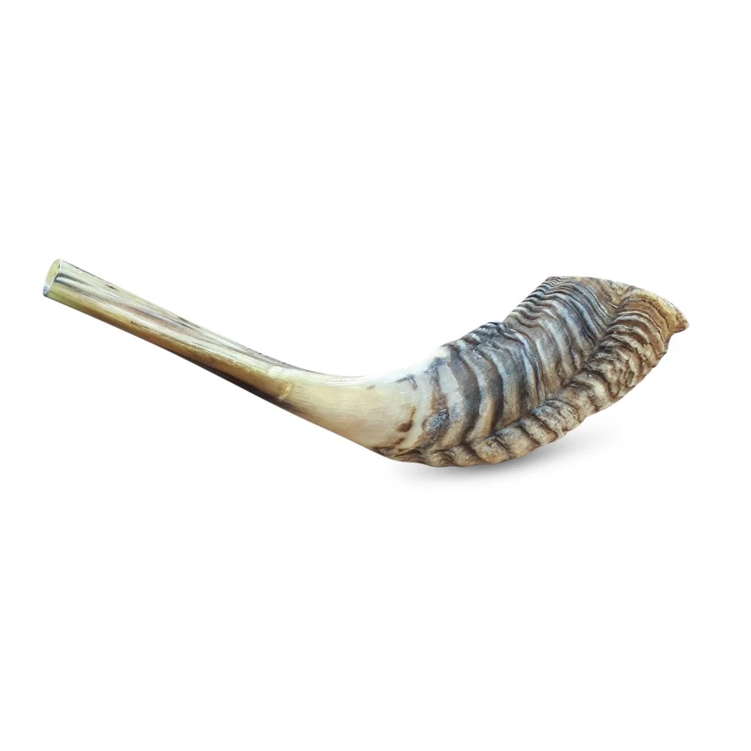 JEWISH SHOFAR 10"-12", Ram Horn Blowing Synagogue Prayer | eBay