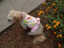 homemade girl dog shirt ruffled,bow, tropical cuties,Medium*(read size details)