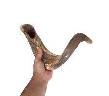Big Ram Horn Shofar 19 - 21 Inches Very Curved   From Israel  
