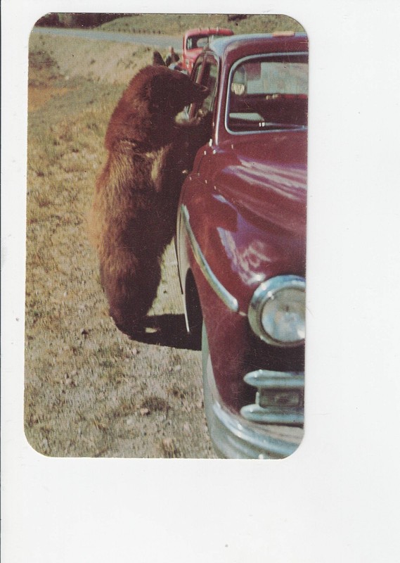 Brown Bear Cubs Yellowstone NP vintage Old Car