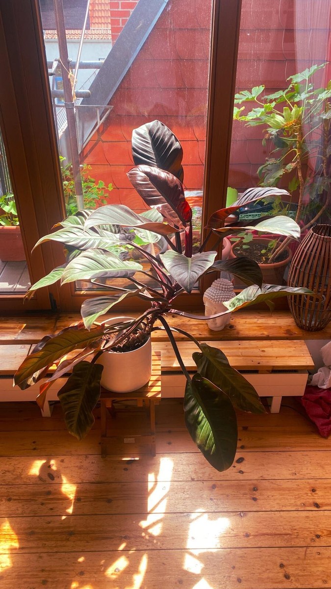 Groer rotblttriger Philodendron *selten*