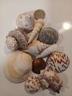 Shell Collection W/ Green Tusks, Star Fish & Natural Sponge — photo 4