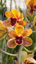 Cymbidium Mad Magic 'Amber'. Fragrant. 1 Gallon Pot