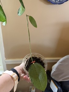 HOYA SILVER DOLLAR MB 1405-AG (ROOTED PLANT) (id #3)