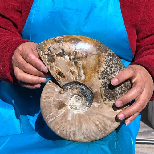 Hermoso espécimen de cristal de caracola fósil de amonita grande natural de 4,81 lb curación - Imagen 13 de 14