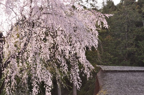 Nikon Nikkor Ai-S Objektiv 50 mm f/1,2 MF SIC SN:404xxx [CLA'd Serviced by Nikon] - Bild 19 von 24