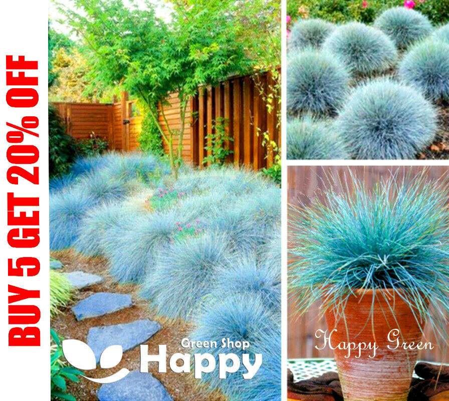 Blue Fescue Ornamental Grass