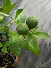 Árbol de limón Meyer en maceta de 1 galón. Producción de sabrosos limones