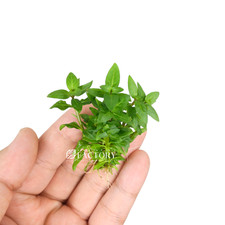Staurogyne Repens Bulk Pack