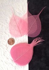25 Soft Pink pale leaves Po Bo Banyan Skeleton leaf see through veins baby Small