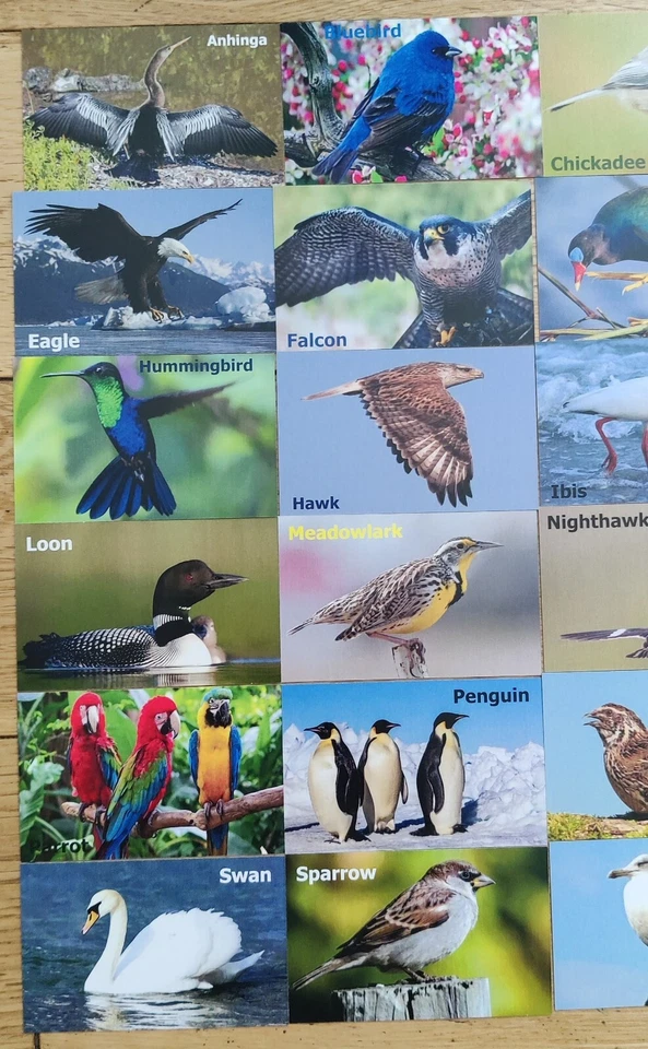 Memory Card Game Birds For Kids & Adults 30 sets / 60 Cards Matching Game - Image 3 of 4