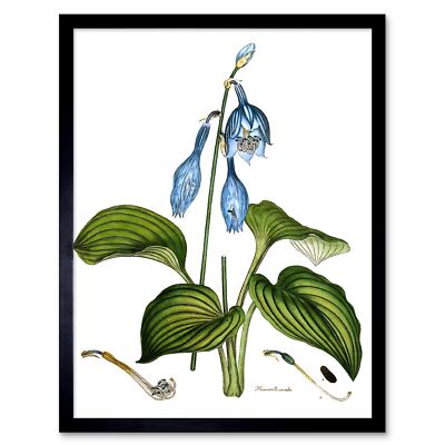 Blume Blaue Taglilie Hemerocallis Caerulea Gerahmter Druck 30x40 cm