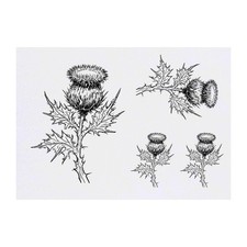 4 x 'Scottish Thistle' Temporary Tattoos / Transfers TO00072332 