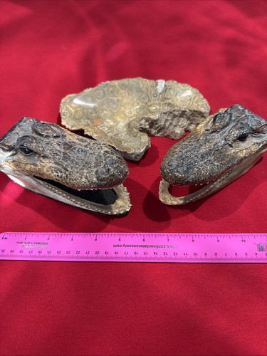 Auth Alligator Heads (6.5"/5.5") Taxidermy with bonus ancient fossil tray/bowl