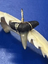 SHARK TOOTH PENDANT Fossilized 7/8 Inch Lower LEMON Shark Tooth 