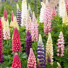 Russell Lupine Seeds | Heirloom / Non-GMO | Free Shipping | Flower Seeds | 1254