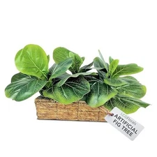 15 Inch Fiddle Leaf Fig Tree in Woven Basket - Low 15 in Fig (Woven Basket)