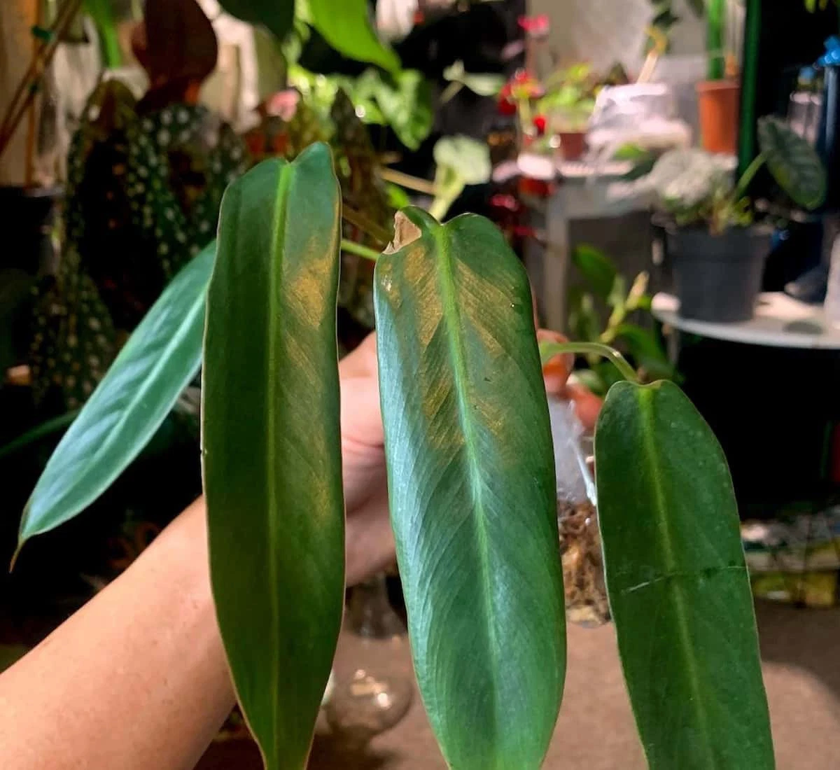 Philodendron Spiritus Sancti