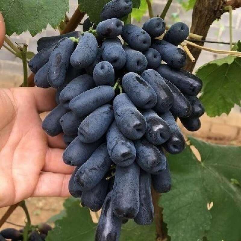 100+ Moondrop Grape Seedss (Vitis vinifera) Table Grape | eBay