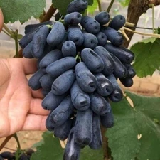 100+ Moondrop Grape Seedss (Vitis vinifera) Table Grape