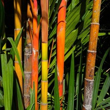 Fargesia Jiuzhaigou Red Panda Bamboo Plant in Pot - Garden Ready Screening