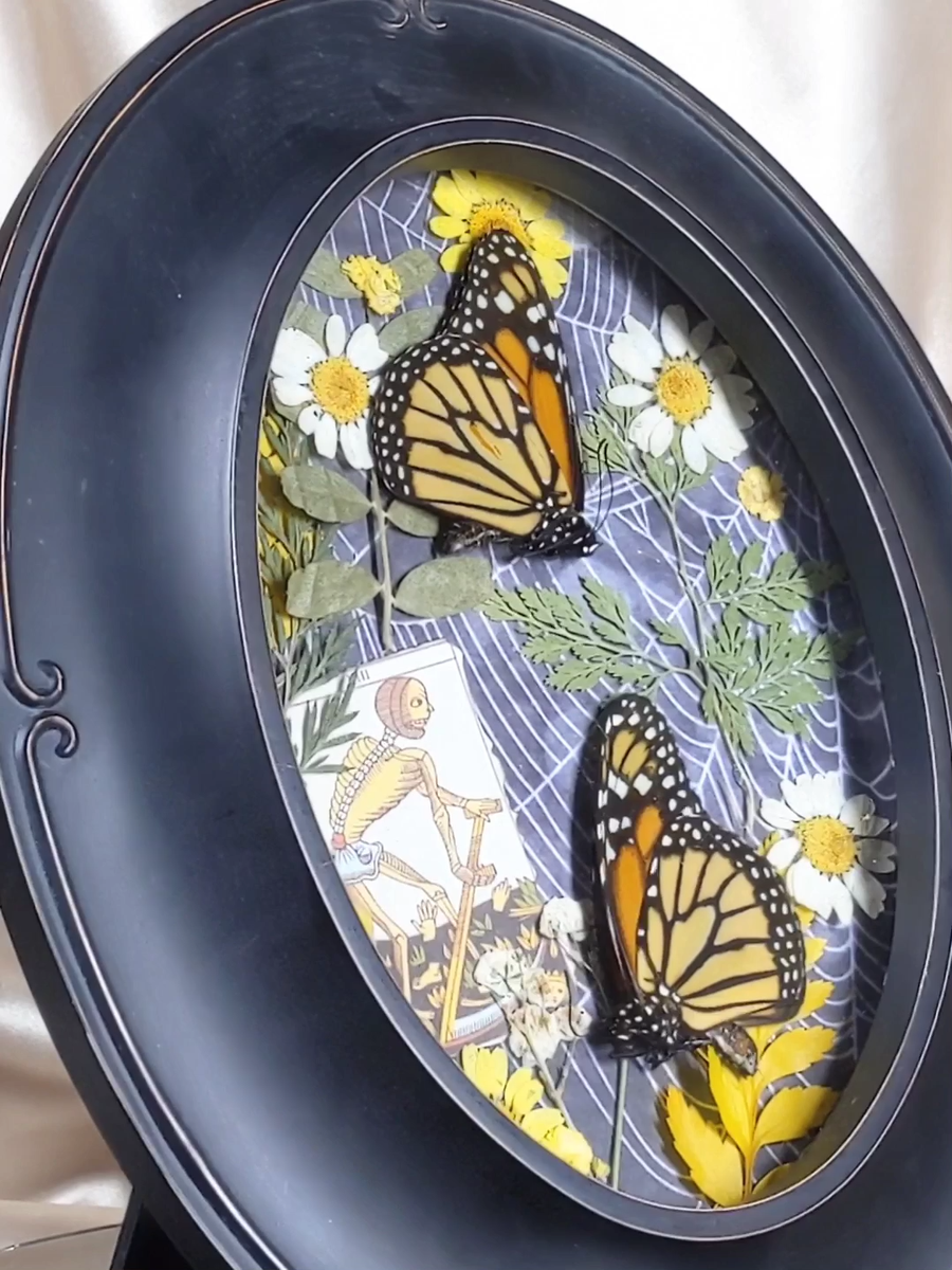 2 Monarch Butterfly Frame Taxidermy Fancy Framed Anthropomorphic