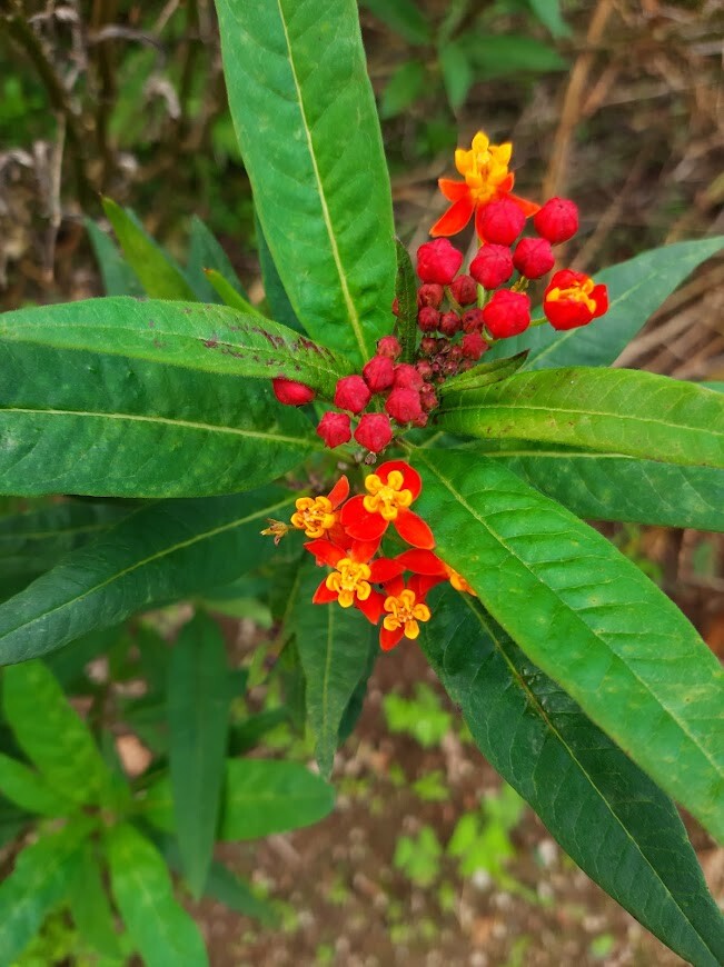 Planta mariposa - Planta de seda Asclepias curassavica 5+ semillas Z 090