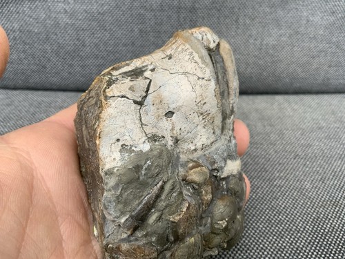 Fossil Krokodil Zahn + Wirbel seltener Jura Knochen, Whitby, Yorkshire, England - Bild 4 von 12