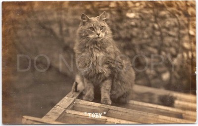 RPPC Vintage Postkarte Toby Katze sitzend Haustier Tier Nachricht