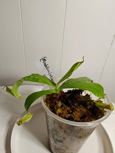 Nepenthes [mirabilis x (viking x ampullaria)] – Seed grown