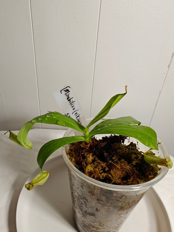 Nepenthes [mirabilis x (viking x ampullaria)] – Seed grown