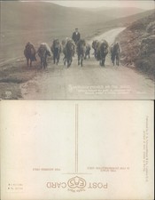 Shetland Ponies on the Road Scotland PA Stewart Co Animals Countryside Real