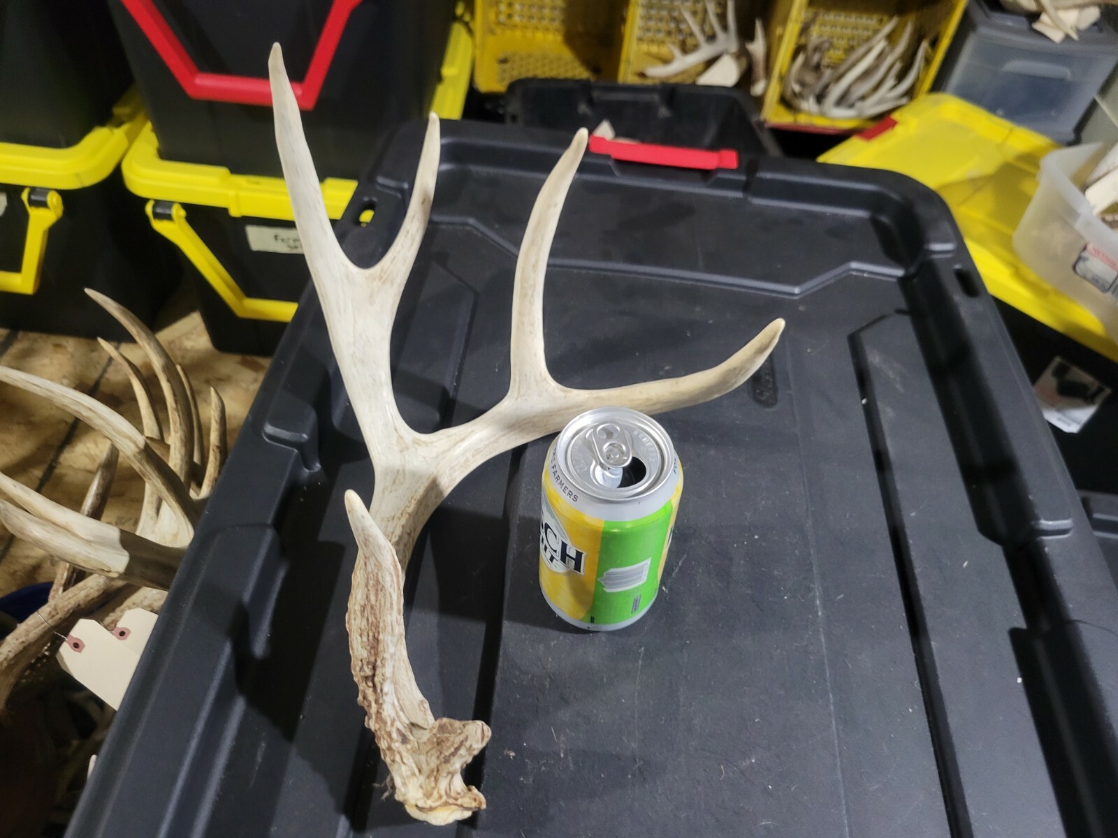 Wild Whitetail Deer Antler Shed Horn Rack 6 Point Typical 61" Split G2