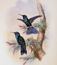 Gould GUIANA VIOLET-EAR Hummingbirds Vintage Bird Art Print Bookplate S-11