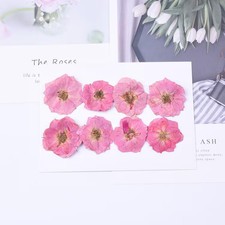 8PCS Real Pressed Dried Pink Rose flower Head, Natural Color FCD70 1