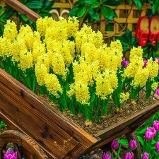 4 - CITY OF HAARLEM HYACINTH Flower Bulbs  -  A Wonderfully Sweet Fragrance