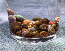 15  1 Ramshorn Snails Freshwater Clean Up Crew Blue Pink Red Brown Leopards