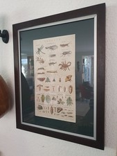 Original antike Insekten-Kupferlithografie (1791 &ndash; authentifiziert) im Rahmen.
