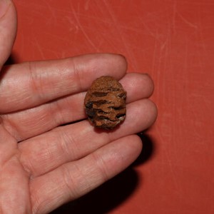 Meta Sequoia Pine Cone Fossil - Hell Creek Formation Cretaceous - Great specimen