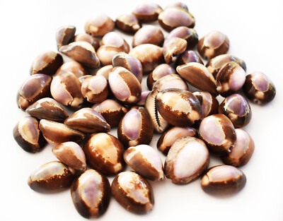 Set of 100 Small Purple Top Snake Head Cowries (1'') Shells Beach Jewelry Crafts