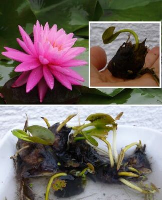 Kleinste Seerose der Welt ! winterharte Zwergseerose Nymphea Rosennymphe Bonsai