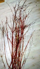 6PCS NATURAL Branches RED Willow Branches for Vases or crafts 36"