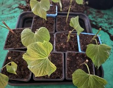 PATATE DOUCE Chair Orange 3 Plants En Godets de ma production méthode Bio