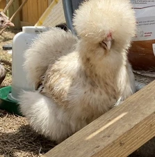 6 Bearded/Crested Show Quality Silkie chicken hatching eggs