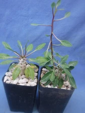 TWO Starter Plants of Boojum Tree Fouquieria columnaris In Leaf NOW! Winter Grow