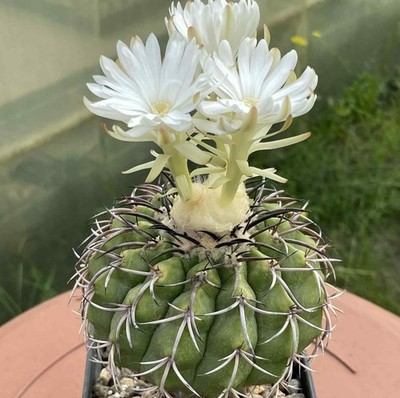 Discocactus crystallophilus HU 582 20seeds harvest 2025