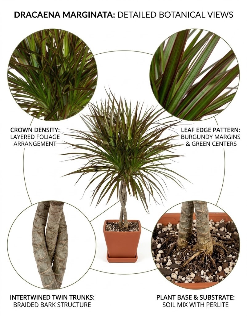 ive Dracaena Marginata Plant Madagascar Dragon Tree Braided Trunk Indoor  27"H | eBay
