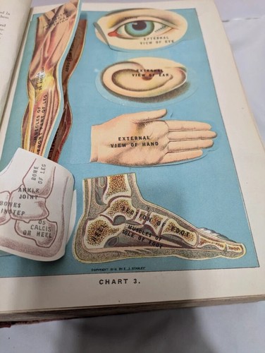 Antique 1920 Library Of Health Book B. Frank Scholl Fold Out Color Plates Huge - Imagen 13 de 18