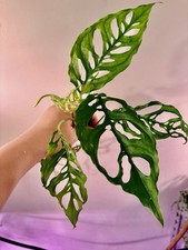 Extremely Rare Monstera Oblique Bare Root Live Plant Ship From NY