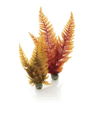 Oase biOrb Herbstfarn Set 2 Aquarien Dekoration